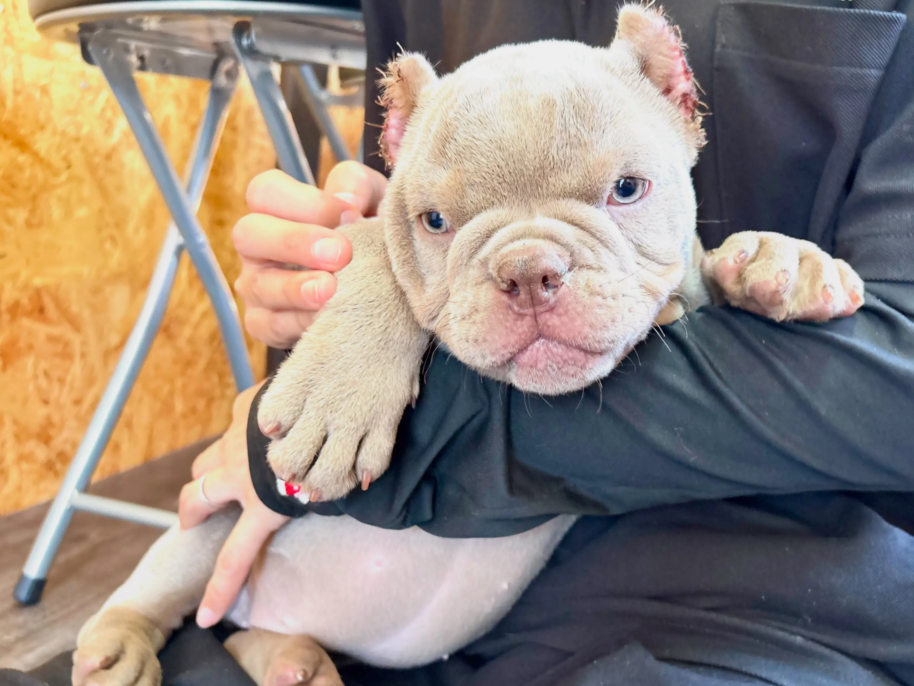 エキゾチックブリー🐶