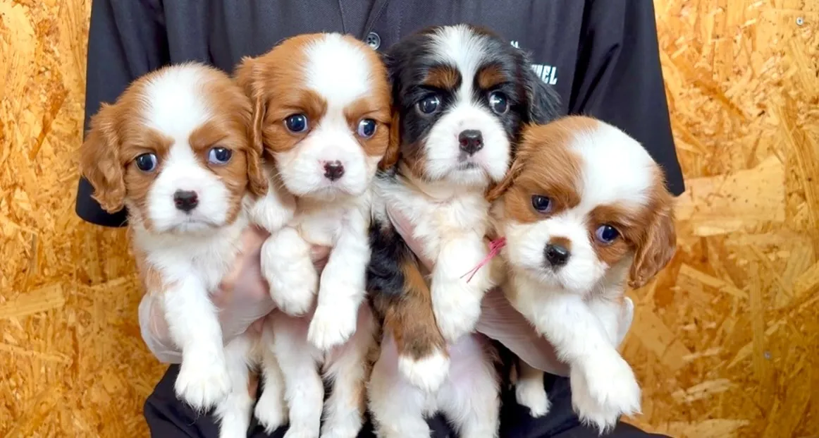 🐶✨ キャバリア4兄妹 ✨🐶