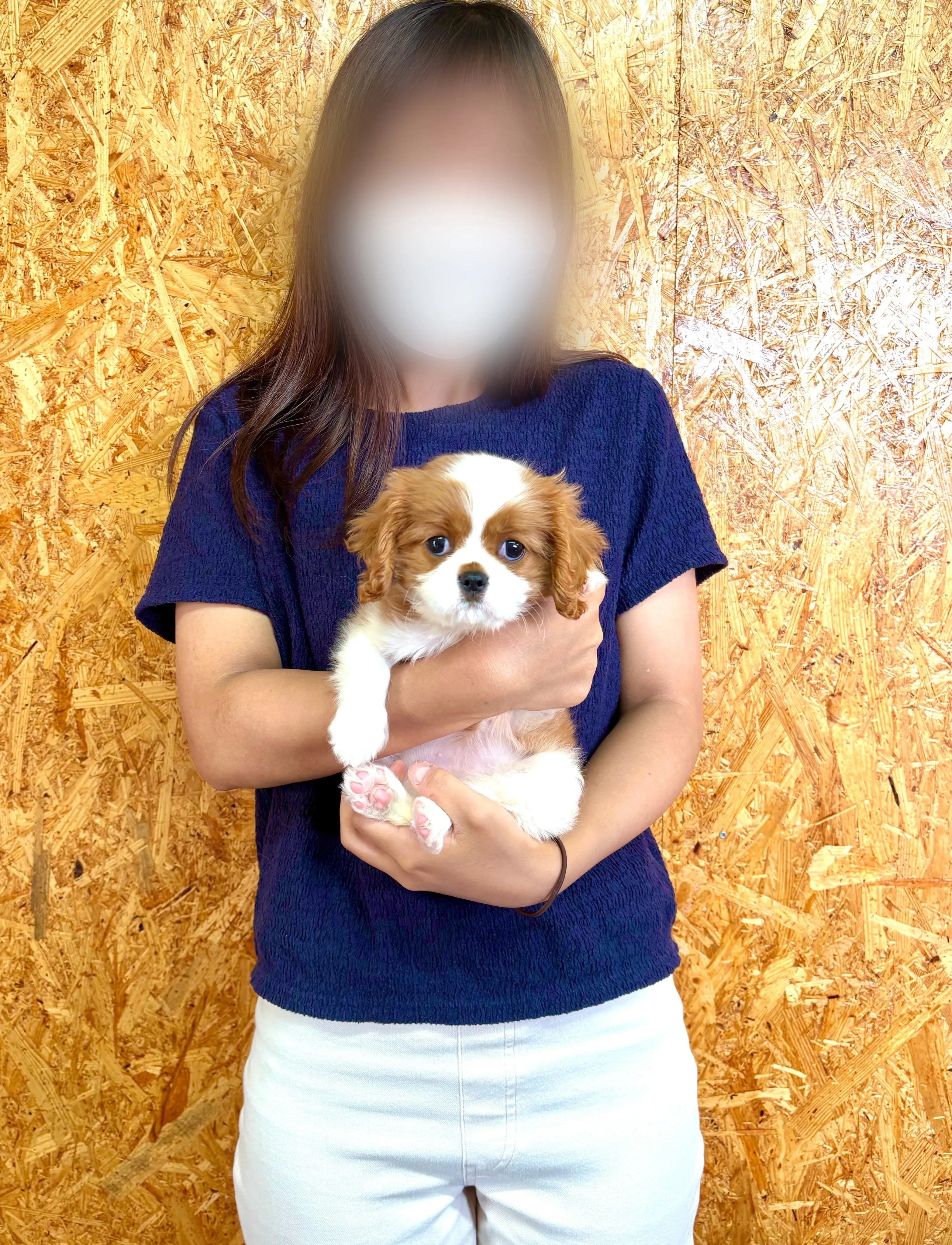 本日、埼玉県のお客様がキャバリアの女の子のお迎えにお越し下さ...