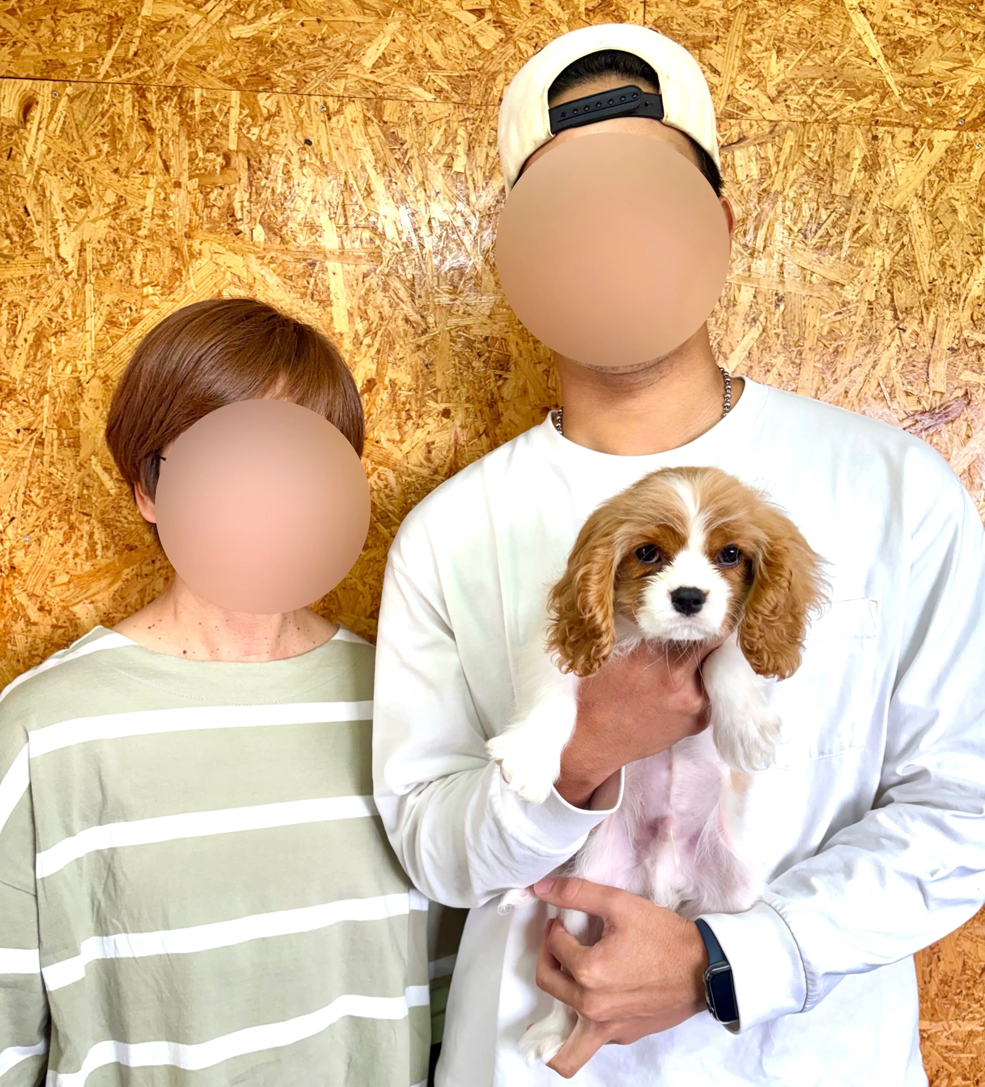本日、栃木県のご家族様がキャバリアの男の子のお迎えにお越し下...