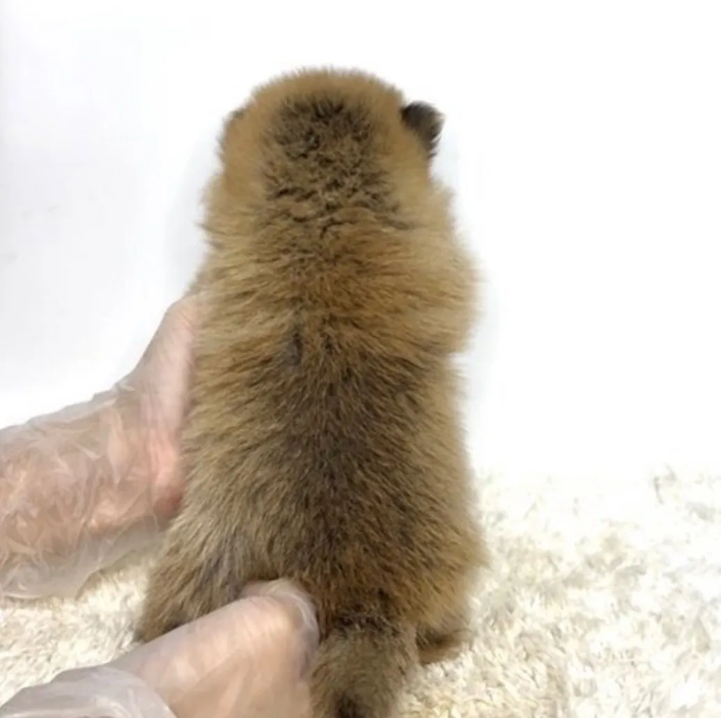 ポメ柴