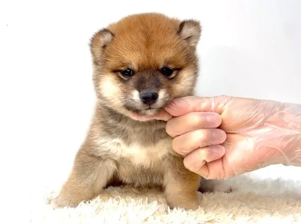 茨城県坂東市にて、極上に可愛い柴犬の女の子のご家族様を募集し...
