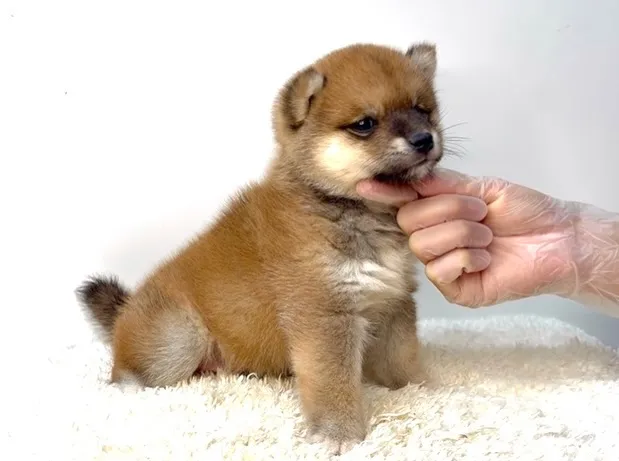 茨城県坂東市にて、極上に可愛い柴犬の女の子のご家族様を募集し...