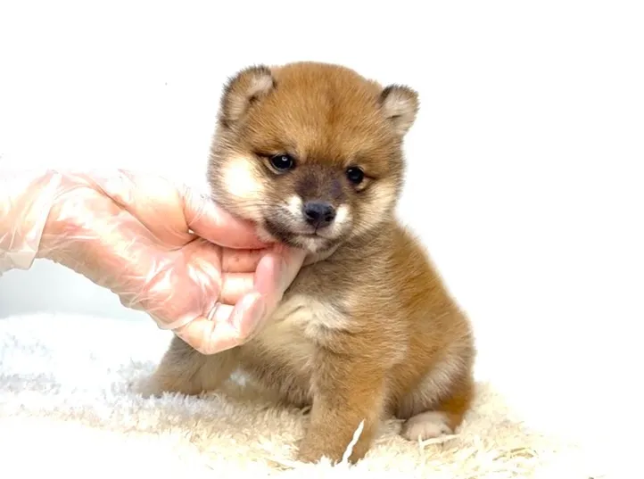 茨城県坂東市にて、極上に可愛い柴犬の女の子のご家族様を募集し...