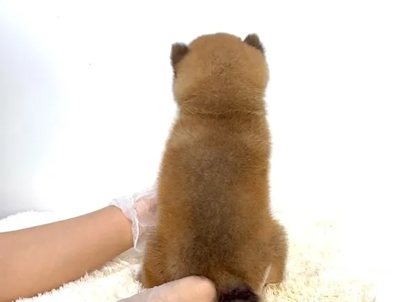 茨城県坂東市にて、極上に可愛い柴犬の女の子のご家族様を募集し...