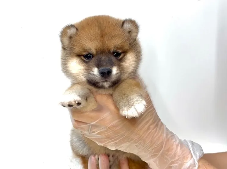 茨城県坂東市にて、極上に可愛い柴犬の女の子のご家族様を募集し...