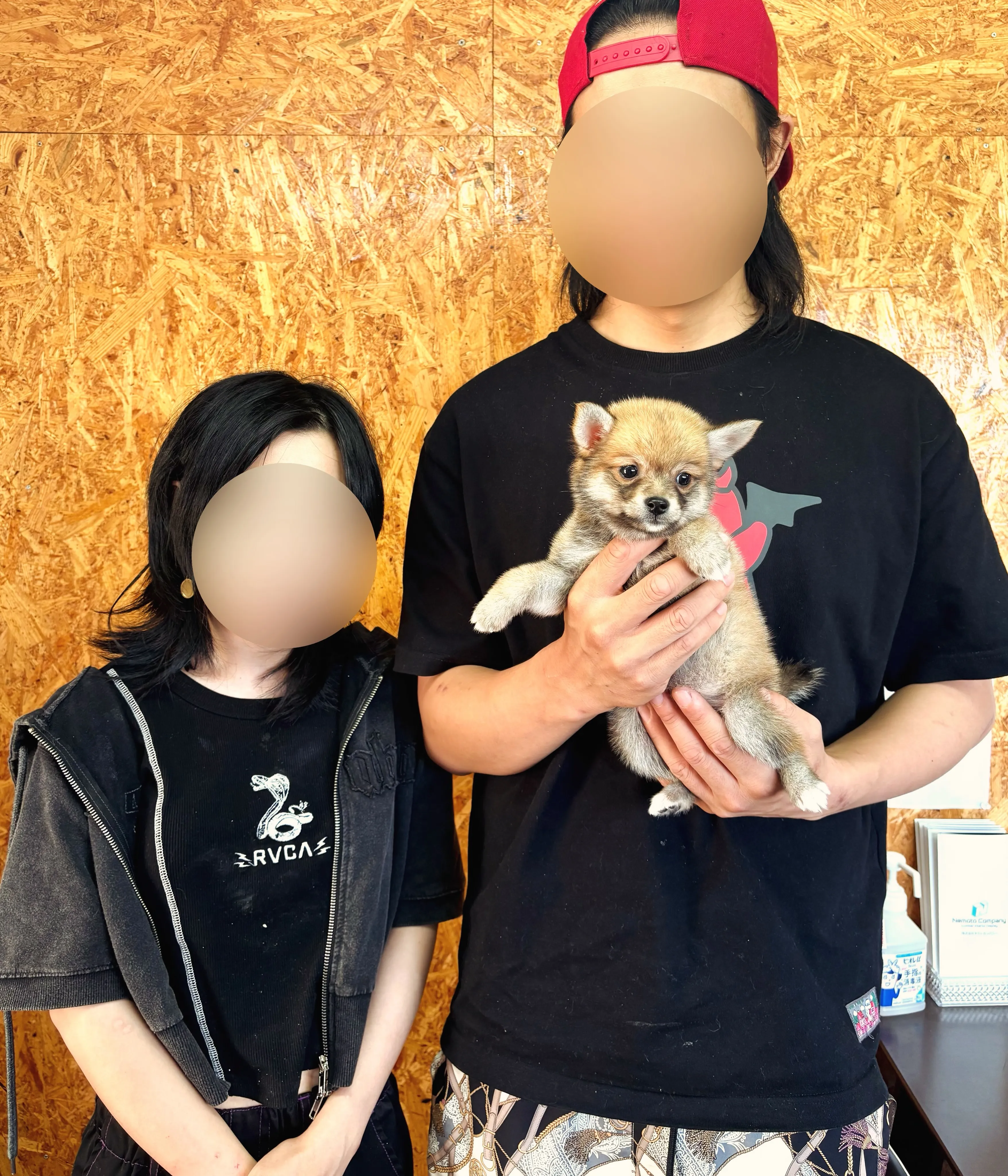 本日、宮城県のご家族様がポメ柴の女の子のお迎えにお越し下さい...