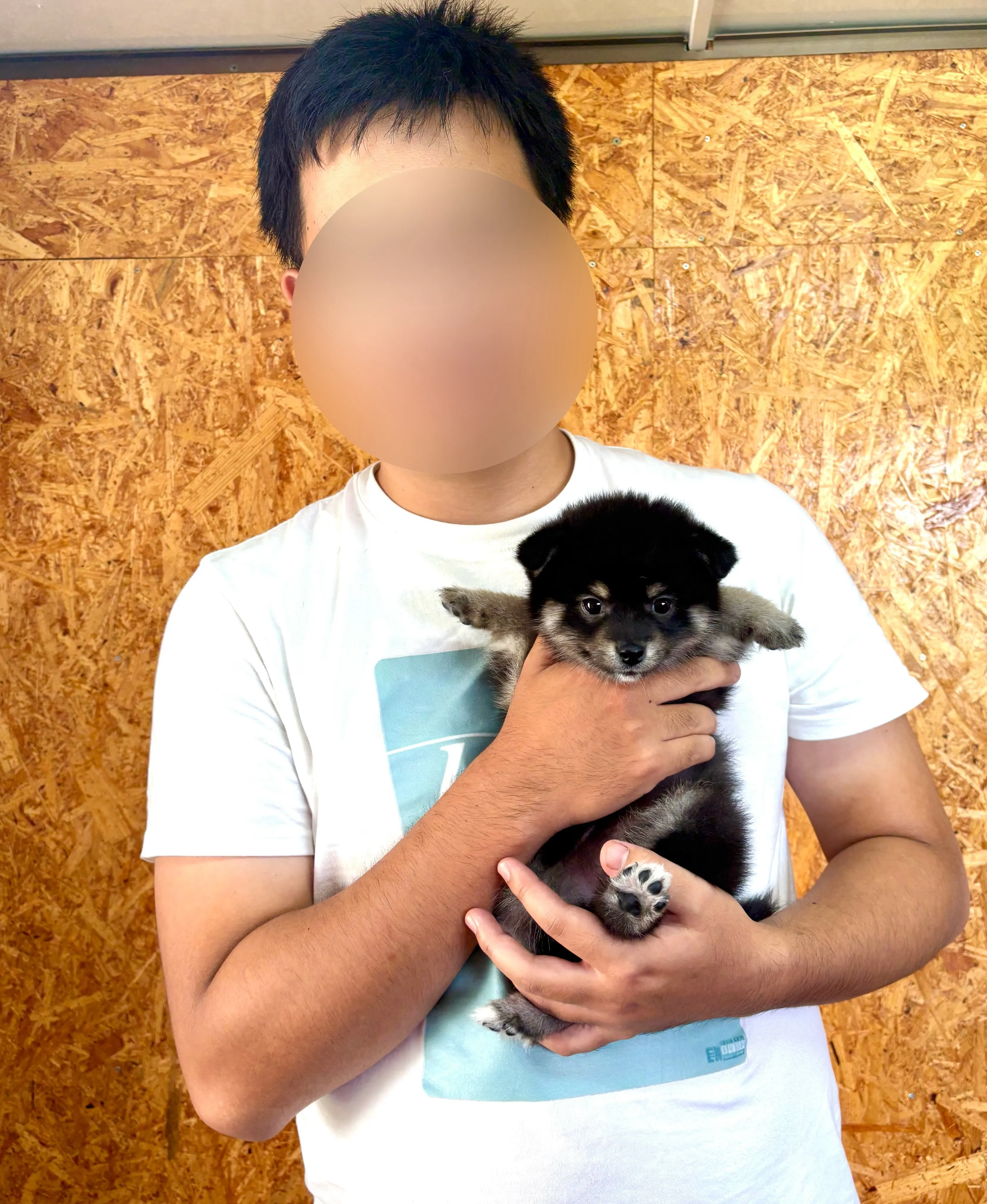 本日、埼玉県のご家族様がポメ柴の女の子のお迎えにお越し下さい...