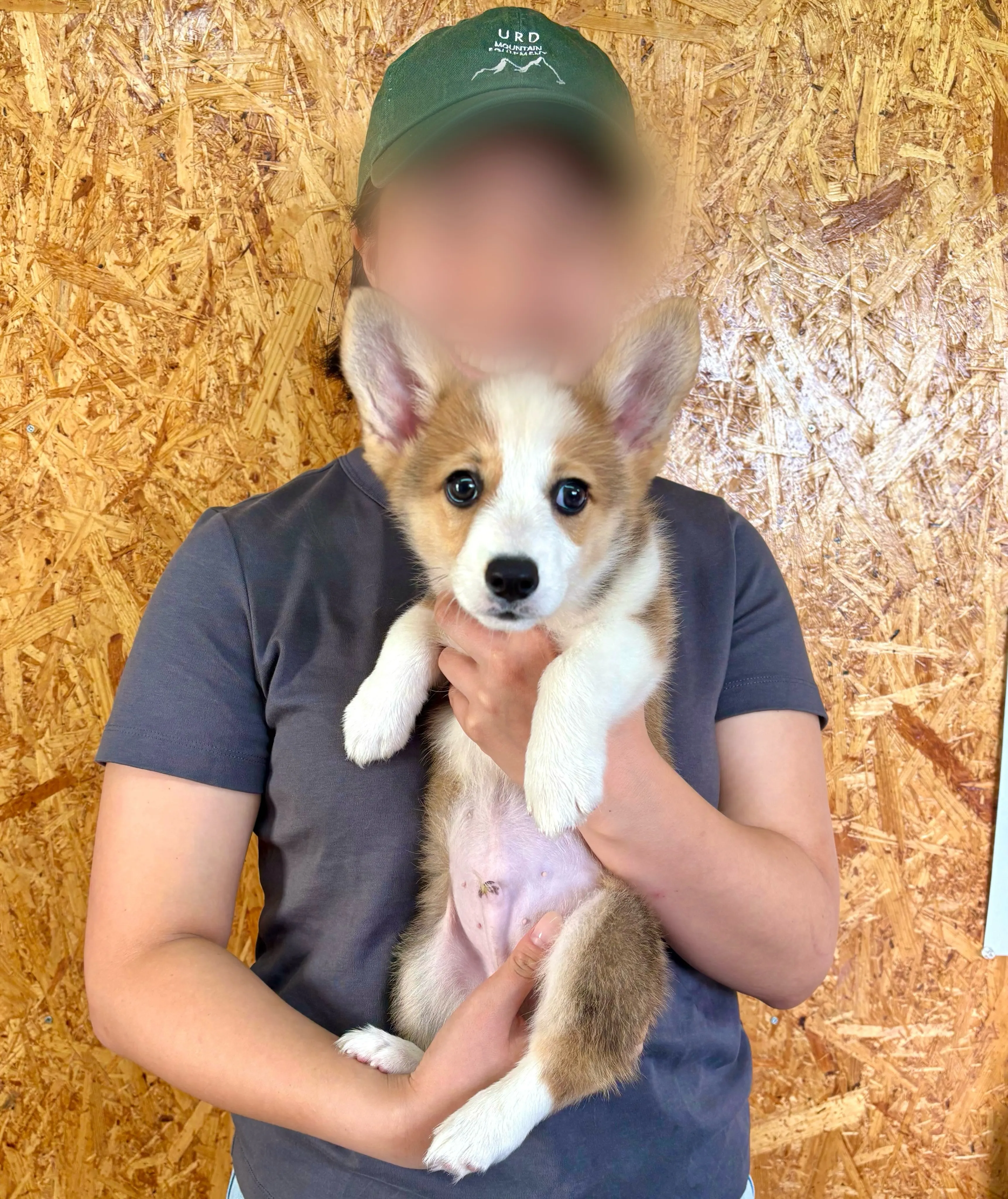 本日、茨城県のご家族様がコーギーの男の子のお迎えにお越し下さ...