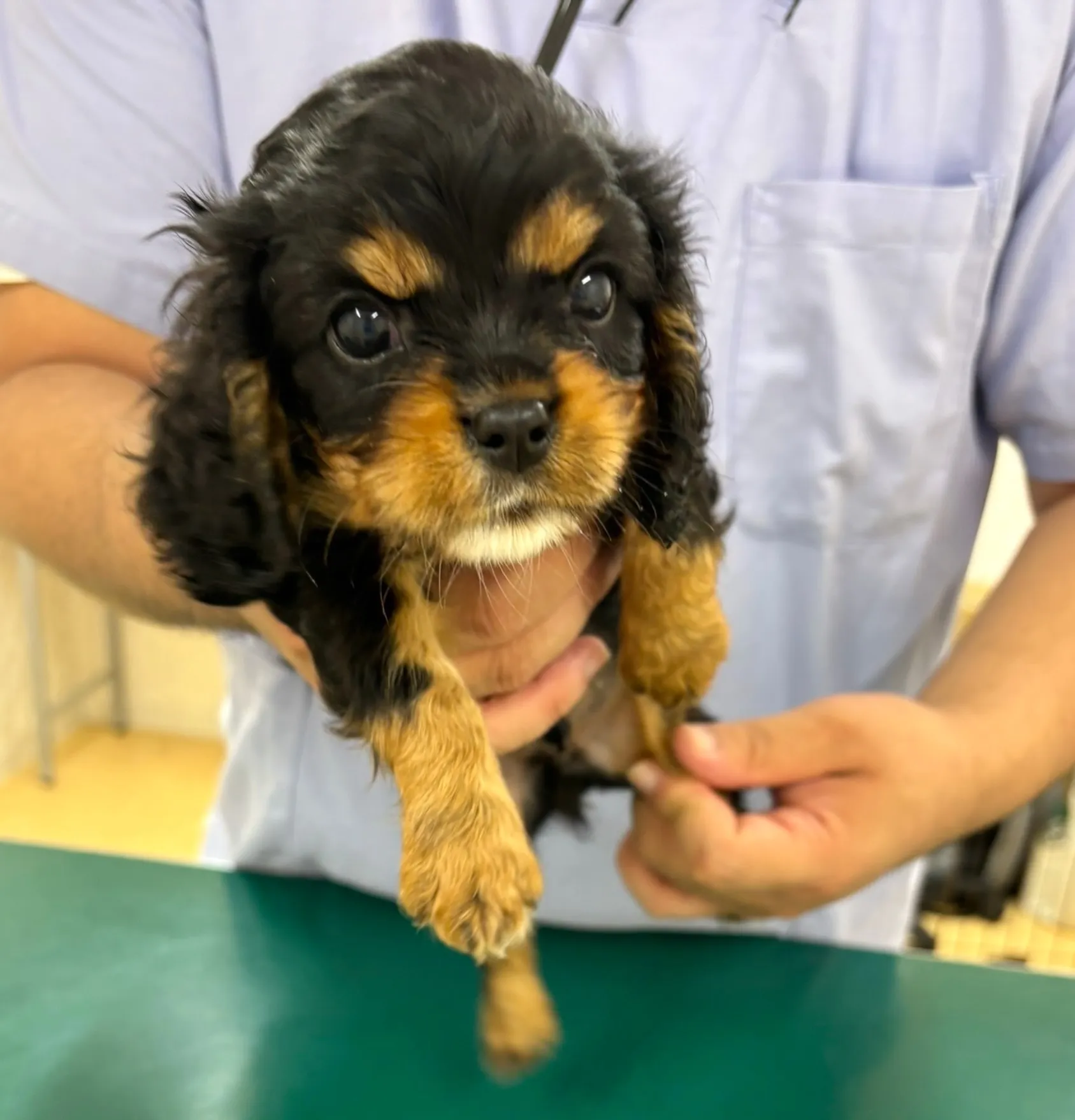 ご家族様が決まっているキャバリアの男の子🐶