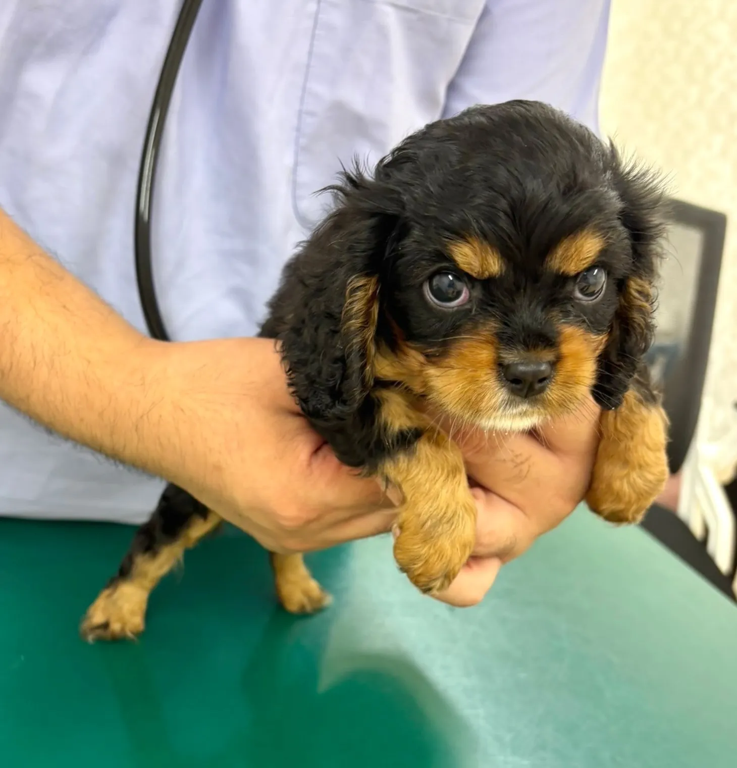ご家族様が決まっているキャバリアの男の子🐶