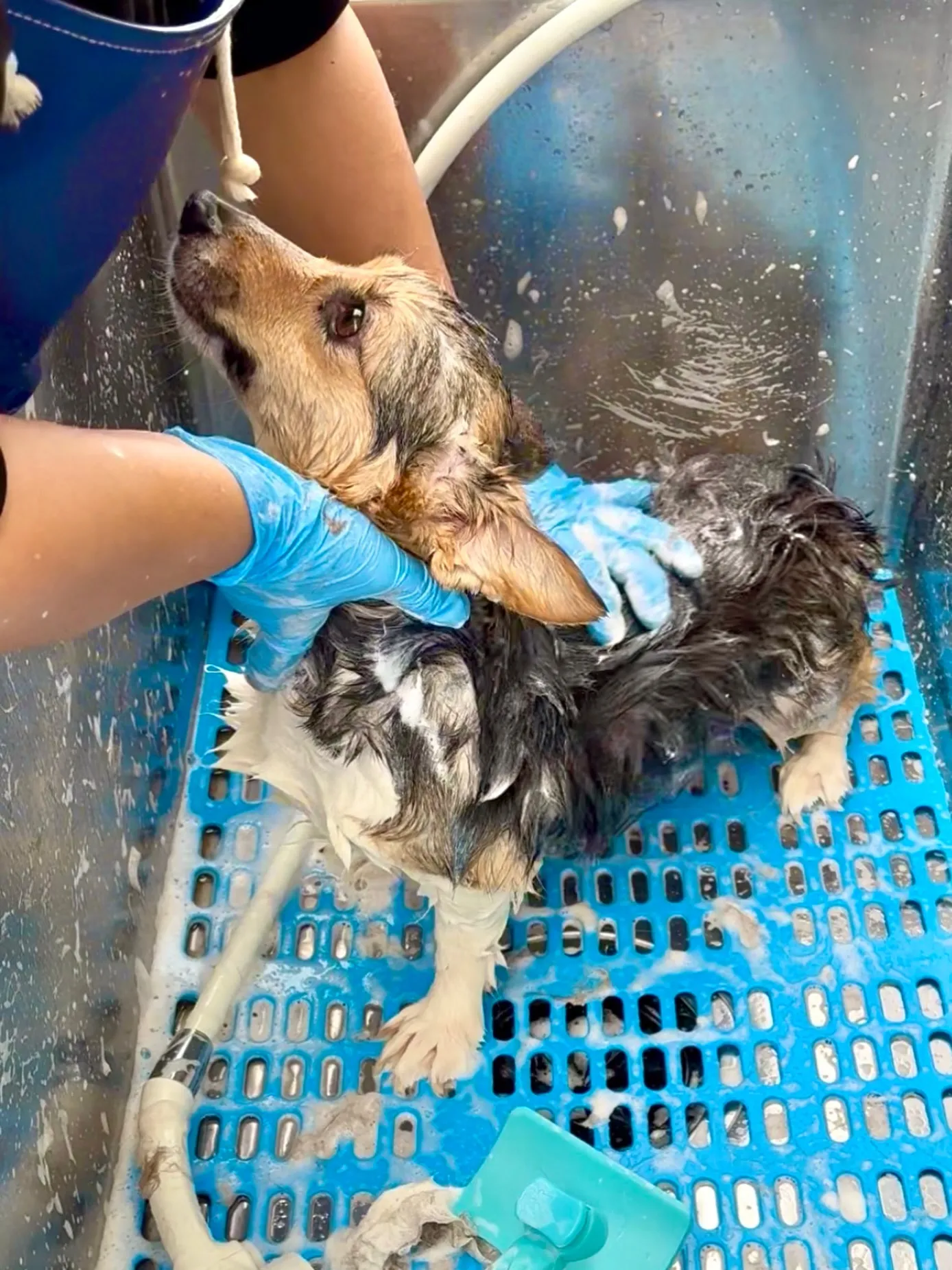 シャンプーDAY🐶✨