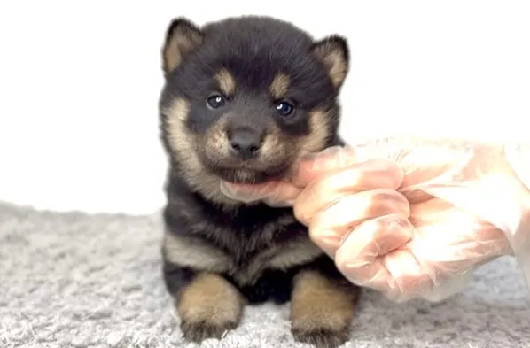 茨城県坂東市にて、柴犬の男の子のご家族様を募集しております🐶...
