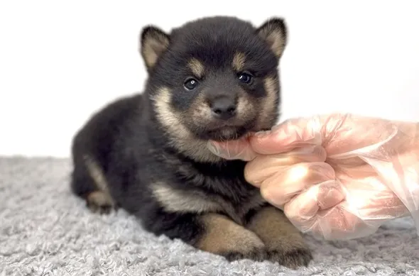 茨城県坂東市にて、柴犬の男の子のご家族様を募集しております🐶...