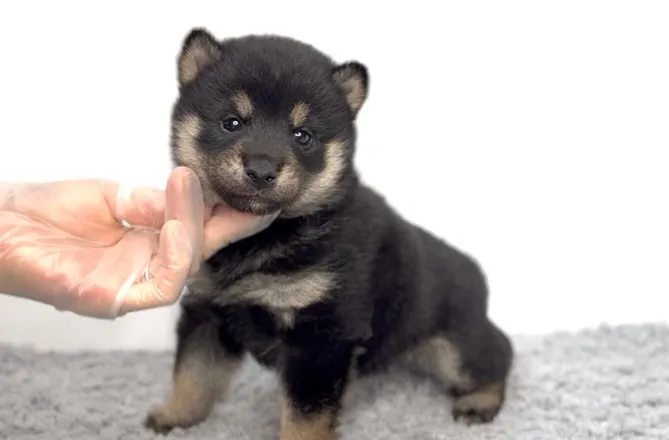 茨城県坂東市にて、柴犬の男の子のご家族様を募集しております🐶...