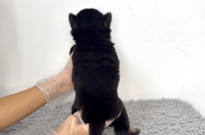 茨城県坂東市にて、柴犬の男の子のご家族様を募集しております🐶...