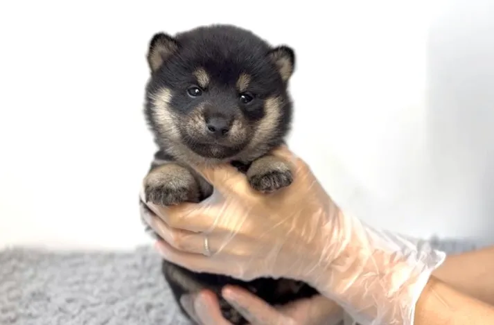 茨城県坂東市にて、柴犬の男の子のご家族様を募集しております🐶...