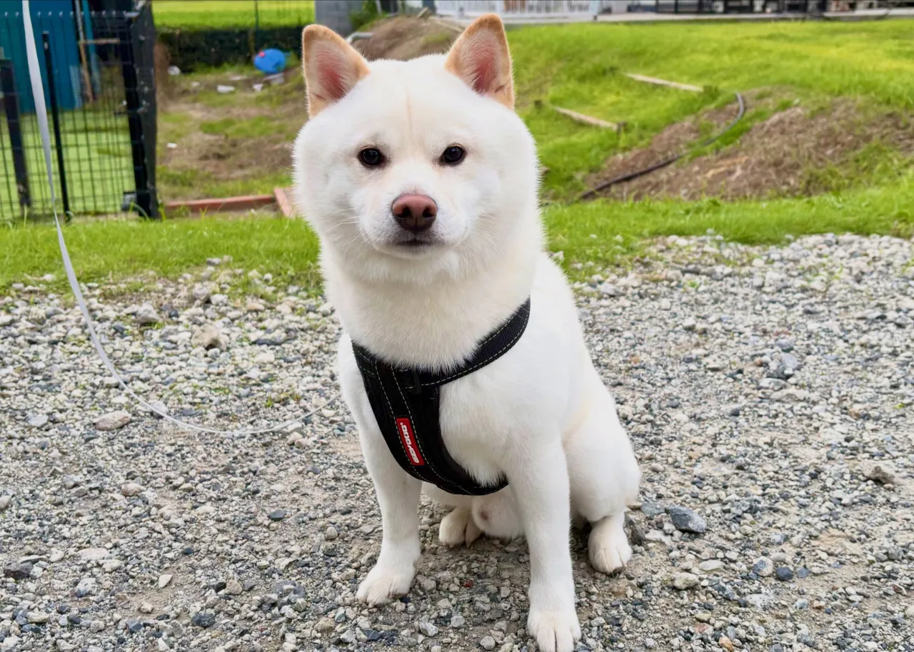 昨日は当犬舎出身の柴犬、なると君が里帰りに来てくれました🐶✨