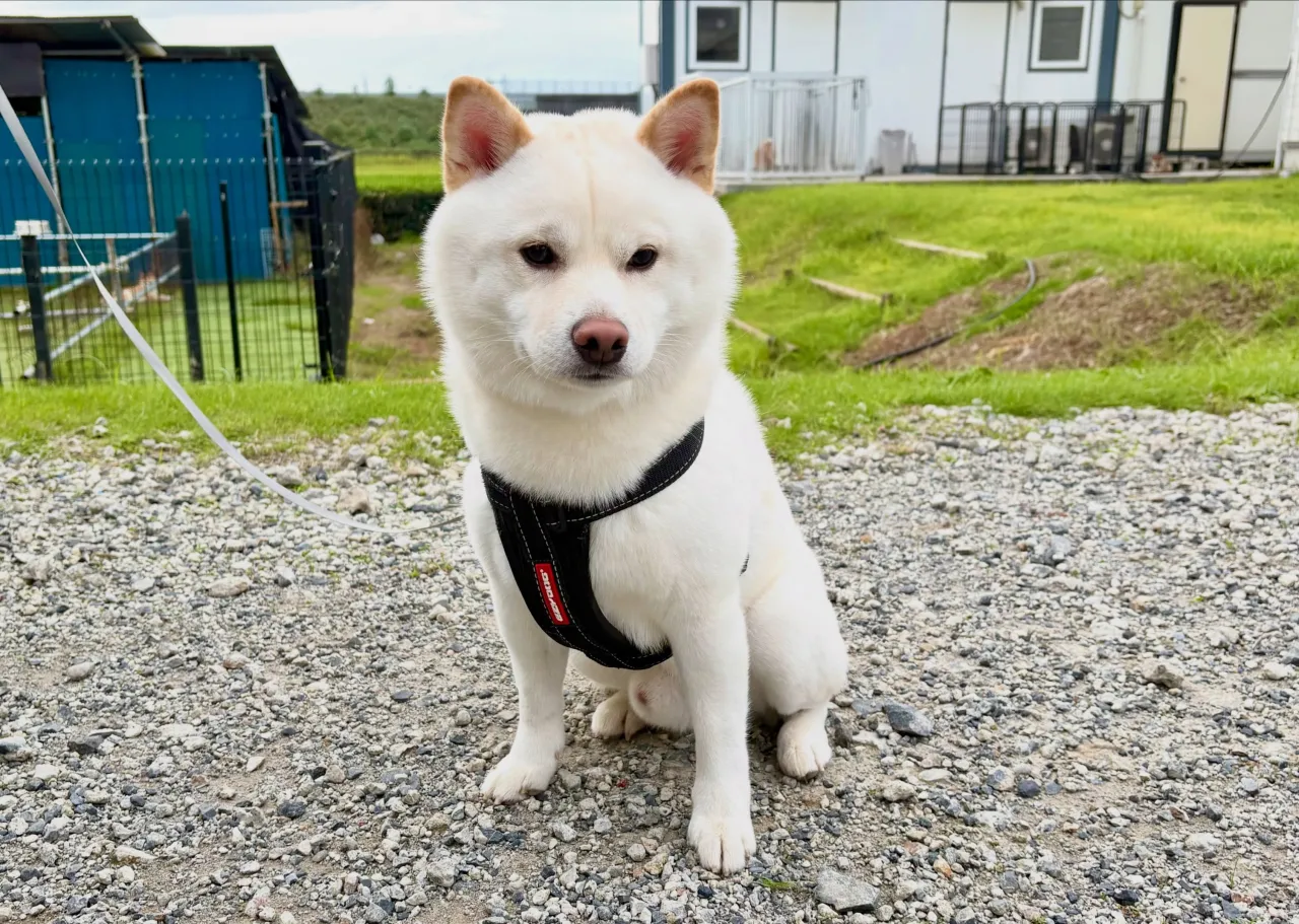 昨日は当犬舎出身の柴犬、なると君が里帰りに来てくれました🐶✨