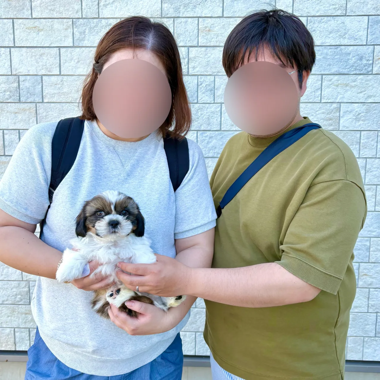 本日、茨城県のご家族様がシーズーの男の子をお迎えにお越しくだ...