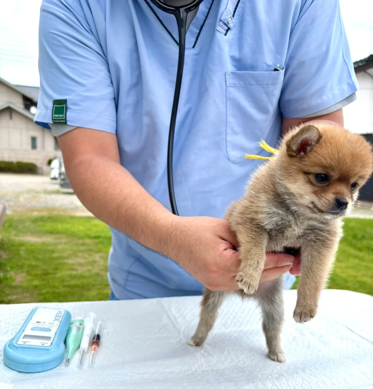 昨日は、いつもお世話になっている獣医師の先生が、犬舎まで往診...