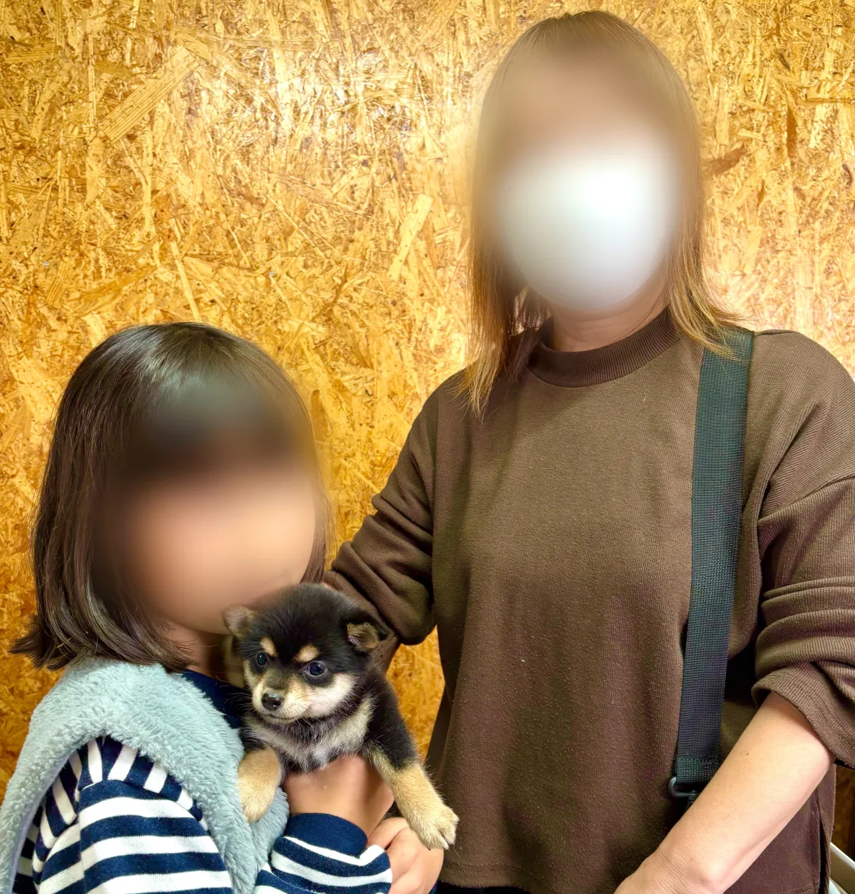 本日、茨城県のご家族様がチワ柴の女の子をお迎えにお越し下さい...