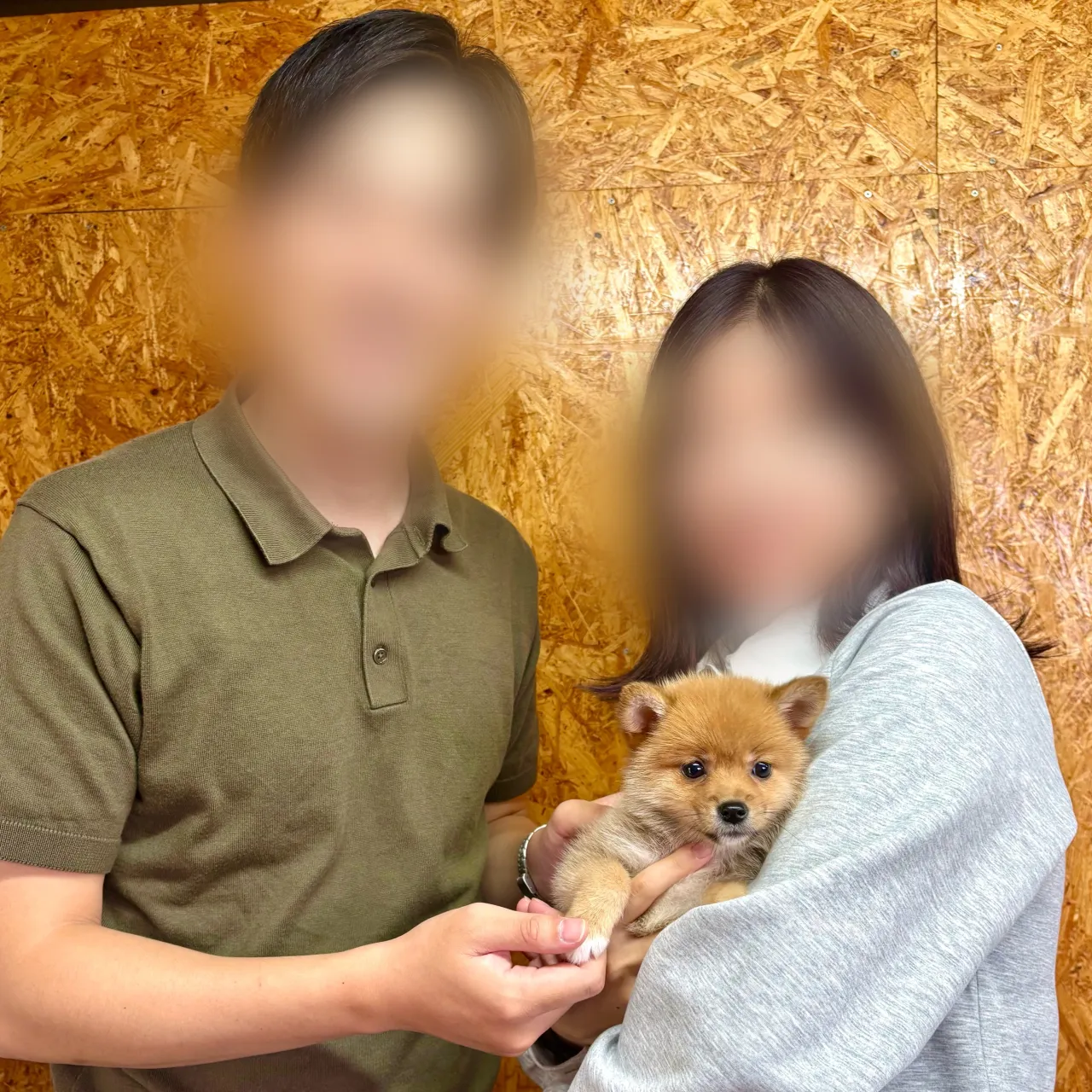 本日、埼玉県のご家族様がポメ柴の女の子のお迎えにお越し下さい...