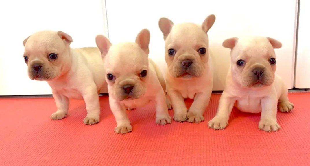 フレンチブルドッグの女の子ご家族様が決まりました🐶