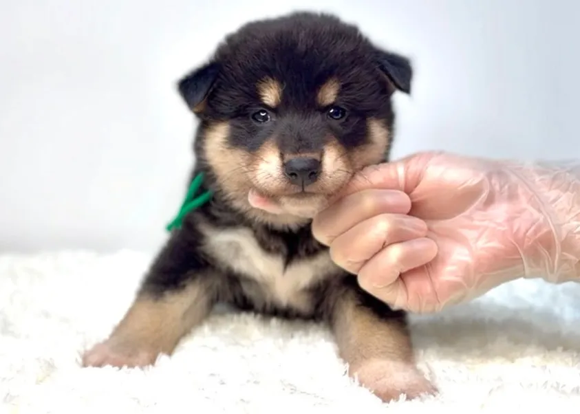 茨城県坂東市にて、柴犬の男の子のご家族様を募集しております🐶...