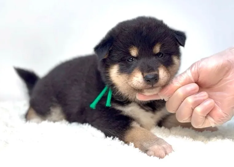 茨城県坂東市にて、柴犬の男の子のご家族様を募集しております🐶...