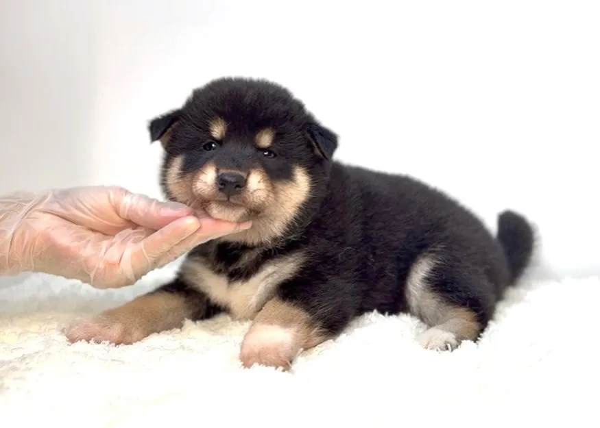 茨城県坂東市にて、柴犬の男の子のご家族様を募集しております🐶...