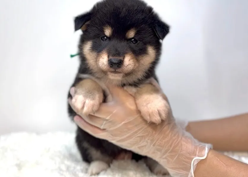 茨城県坂東市にて、柴犬の男の子のご家族様を募集しております🐶...