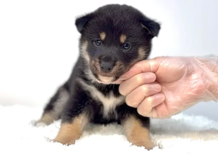 茨城県坂東市にて、柴犬の男の子のご家族様を募集しております🐶...