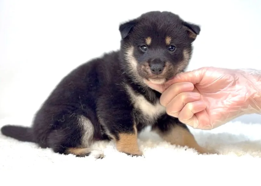 茨城県坂東市にて、柴犬の男の子のご家族様を募集しております🐶...