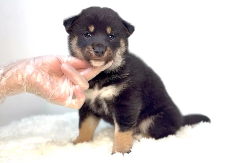 茨城県坂東市にて、柴犬の男の子のご家族様を募集しております🐶...