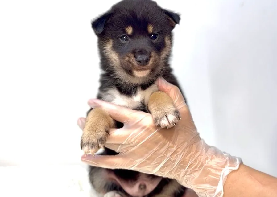 茨城県坂東市にて、柴犬の男の子のご家族様を募集しております🐶...