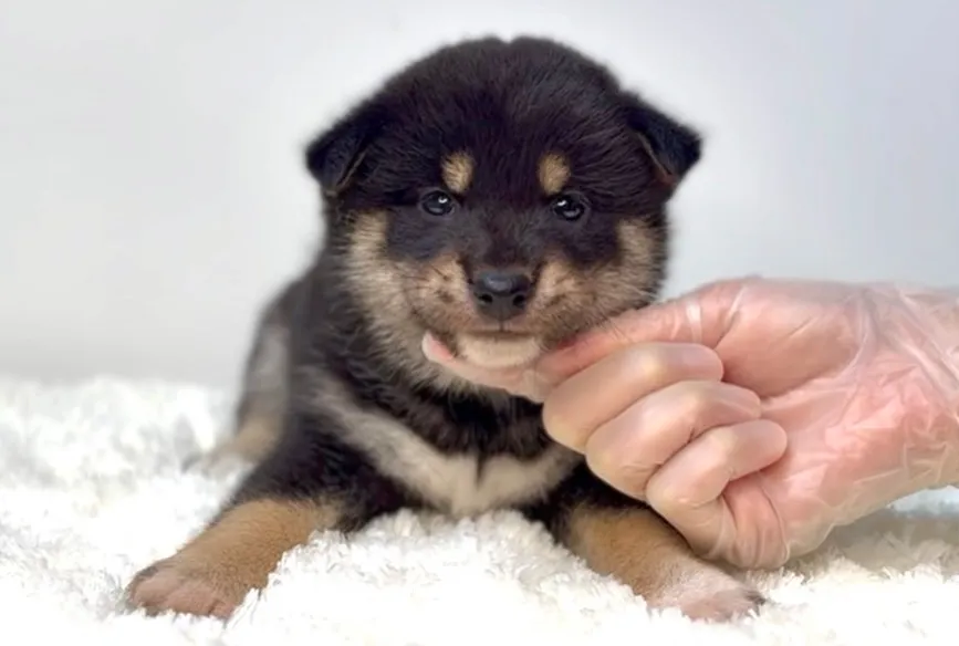 茨城県坂東市にて、柴犬の女の子のご家族様を募集しております🐶...