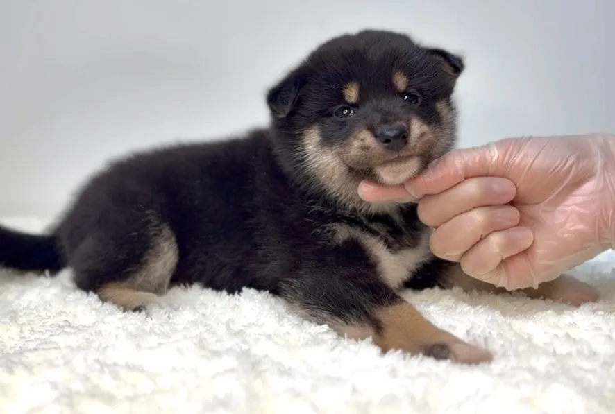 茨城県坂東市にて、柴犬の女の子のご家族様を募集しております🐶...