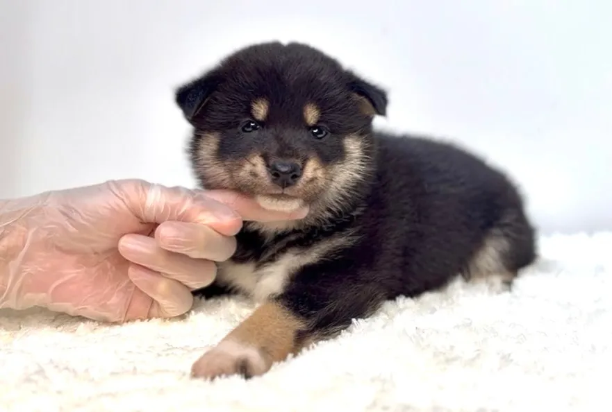 茨城県坂東市にて、柴犬の女の子のご家族様を募集しております🐶...