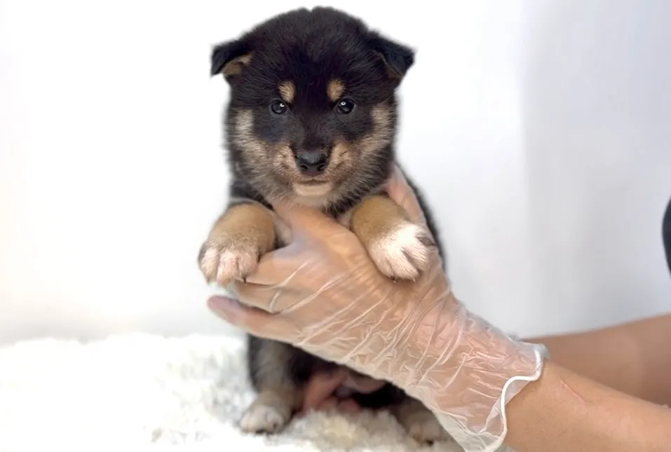 茨城県坂東市にて、柴犬の女の子のご家族様を募集しております🐶...