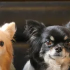当犬舎の特徴