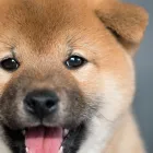 子犬