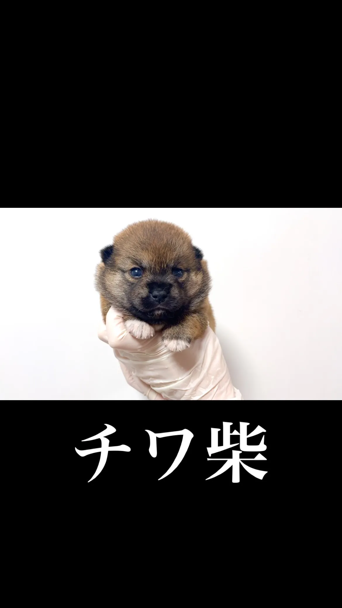 チワ柴の女の子🐶