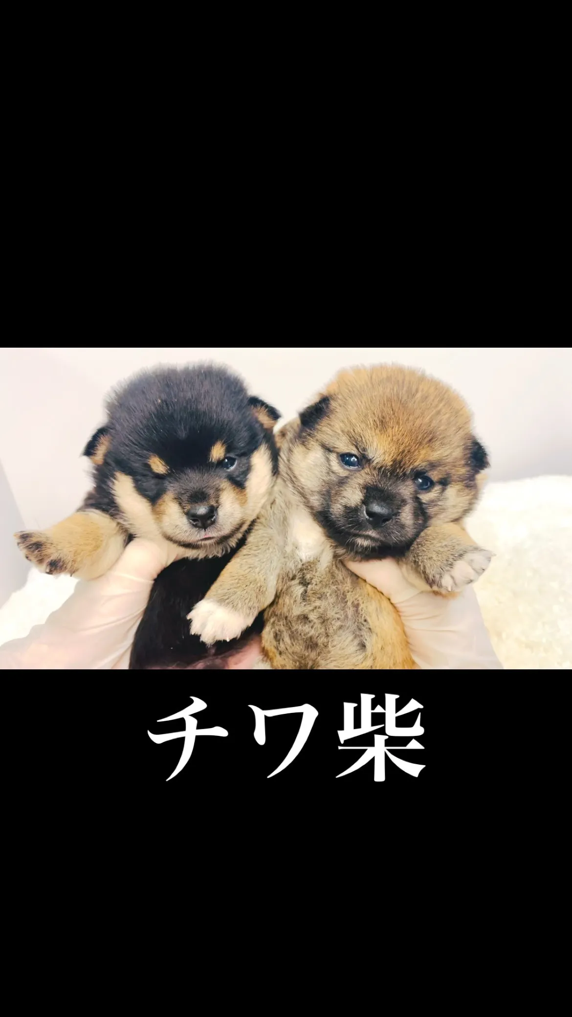 チワ柴の男の子と女の子🐶