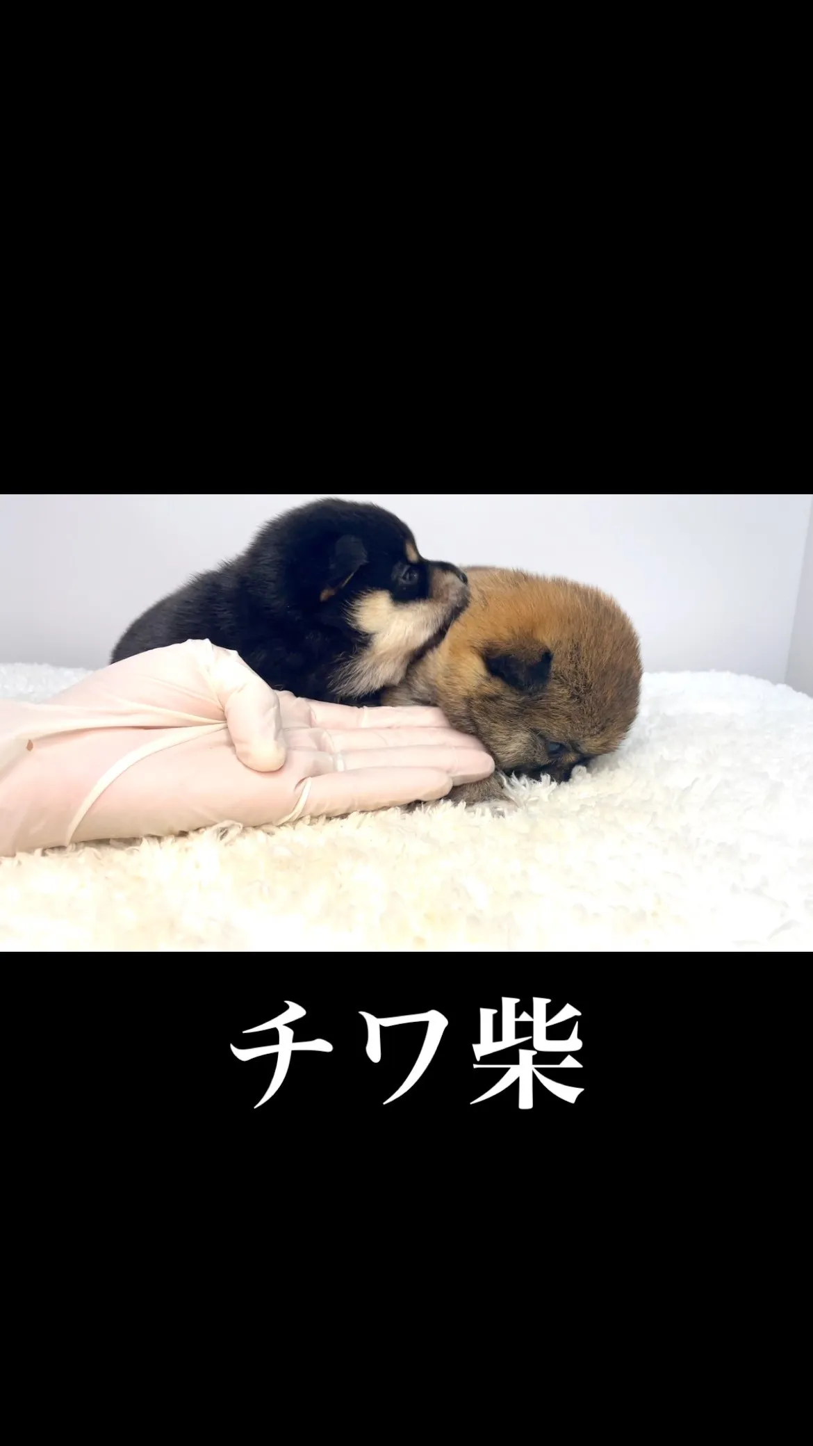 チワ柴の男の子と女の子🐶