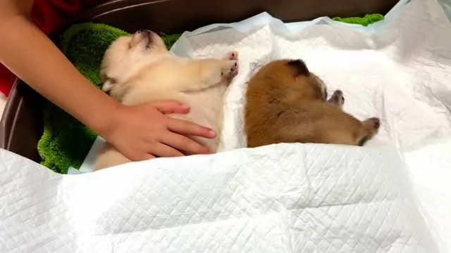 子犬を寝かせつける娘！👏👏👏