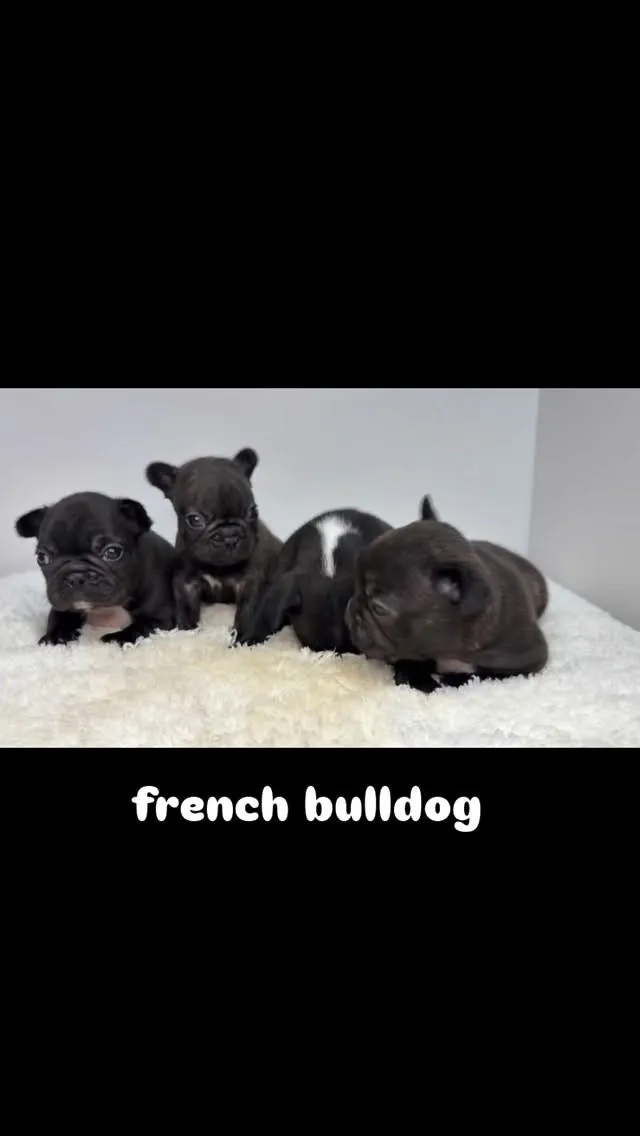 フレンチブルドッグ、ご家族様募集中です🐶✨