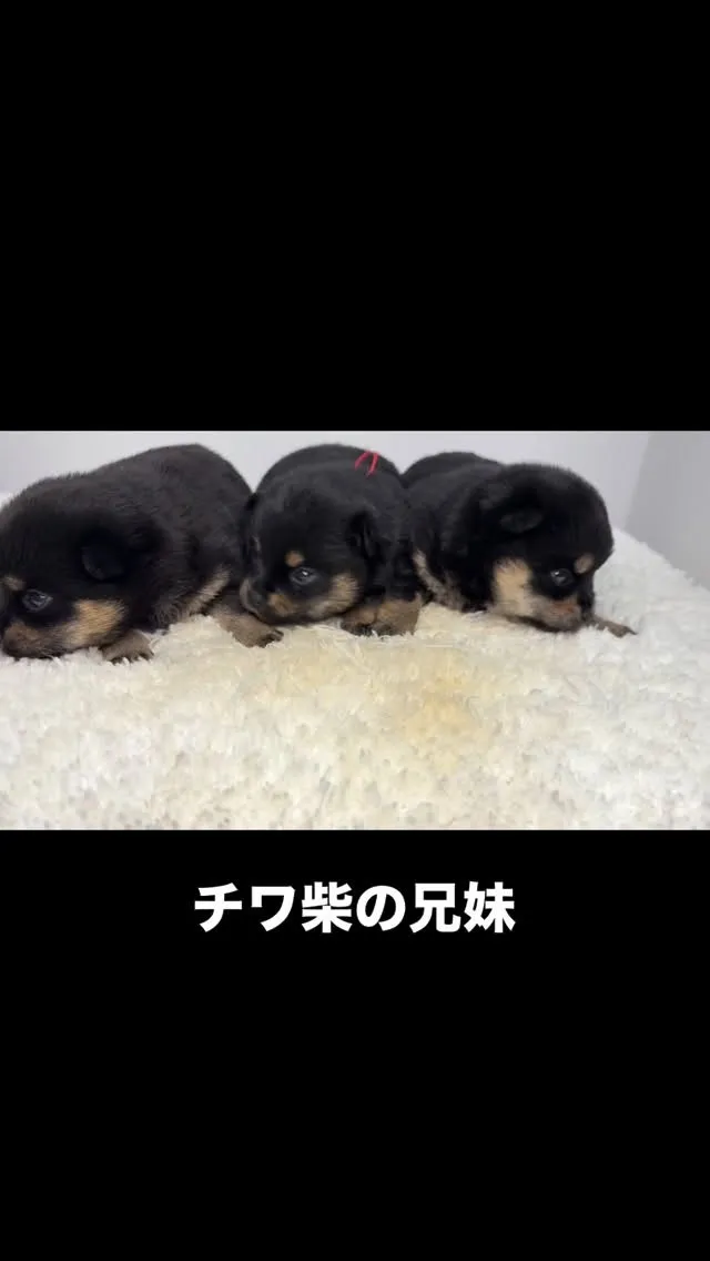チワ柴の男の子と女の子🐶