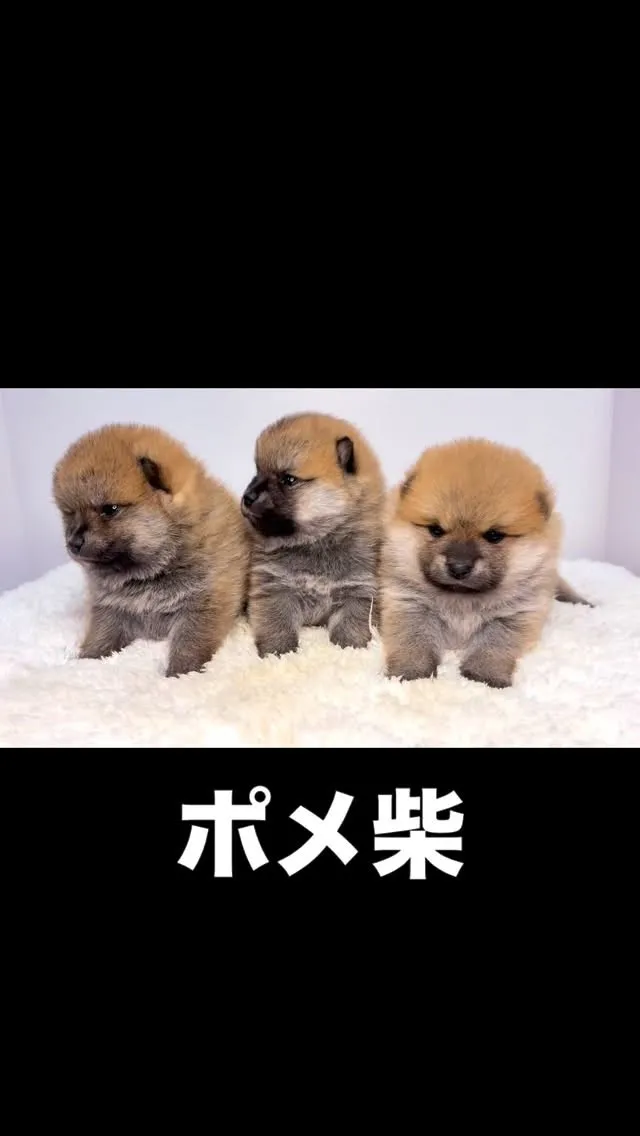 ポメ柴の兄妹、ご家族様募集中です❗️🐶