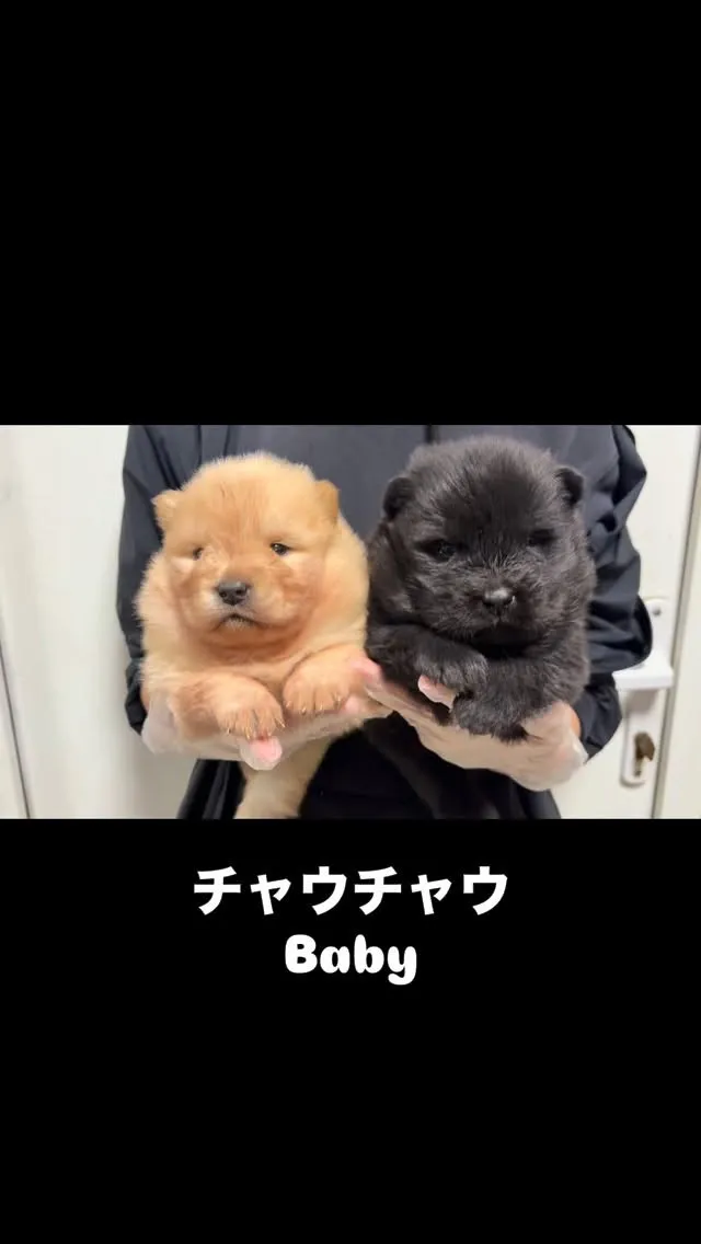 チャウチャウBaby🐶